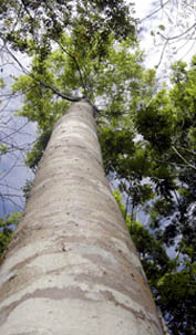 Brazilian Koa Tree